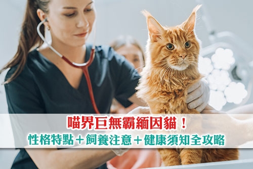喵界巨無霸-緬因貓5大性格特點-飼養注意-健康須知全攻略